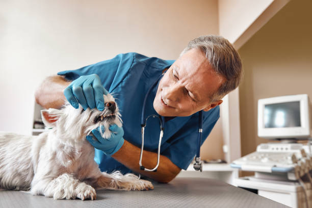 Best Emergency Tooth Extraction in St James, MN